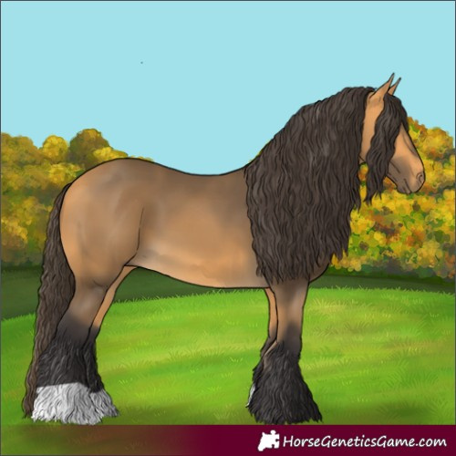 Horse Color:Buckskin