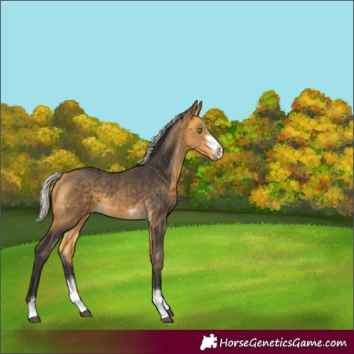 Horse Color:Silver Buckskin 