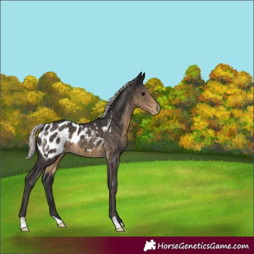 Horse Color:Silver Smoky Black Appaloosa 