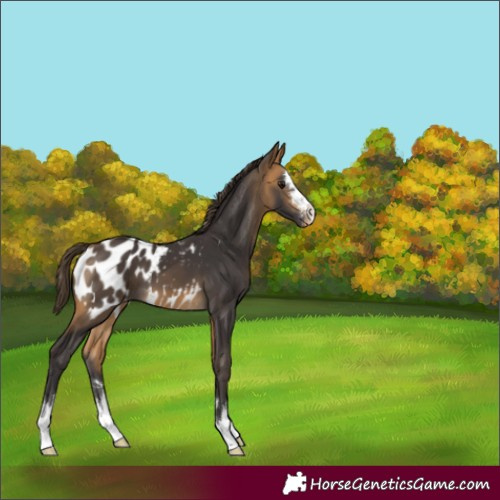 Horse Color:Buckskin Appaloosa 