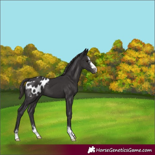 Horse Color:Smoky Black Appaloosa