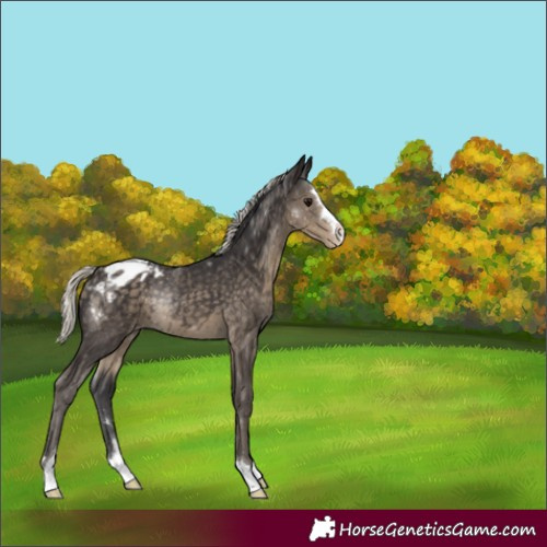 Horse Color:Silver Smoky Black Appaloosa
