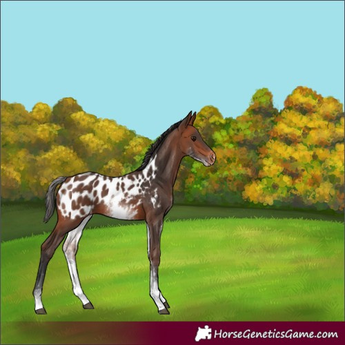 Horse Color:White Spotted Bay Appaloosa