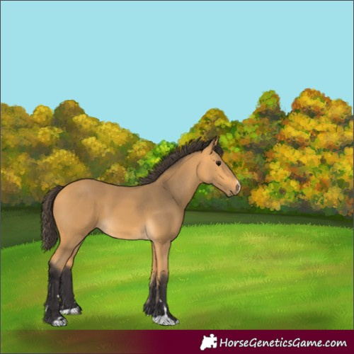 Horse Color:Buckskin