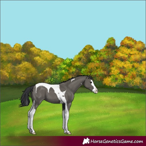 Horse Color:Grullo Splash Tobiano 