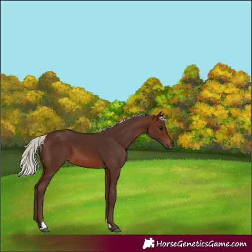 Horse Color:Silver Brown Tobiano 
