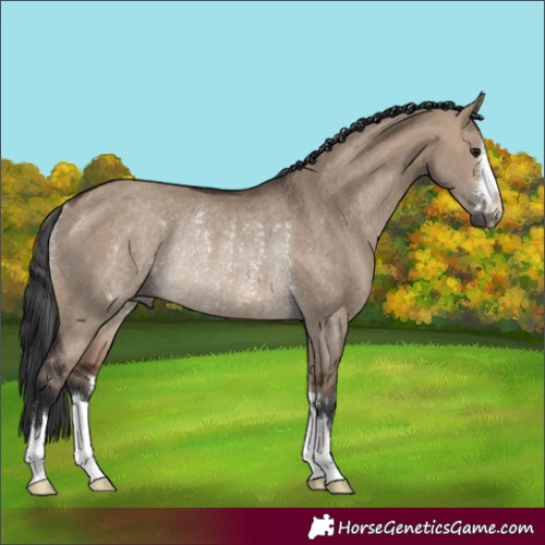 Horse Color:Brown Dun Rabicano 