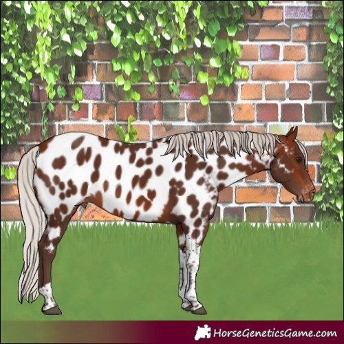 Horse Color:Silver Brown Tobiano Appaloosa