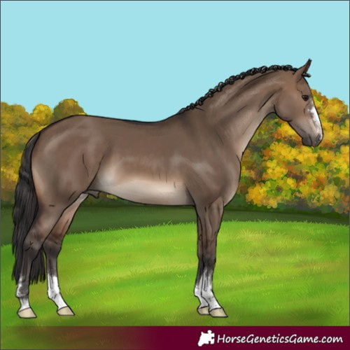 Horse Color:Brown Dun