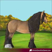 Horse Color:Buckskin 