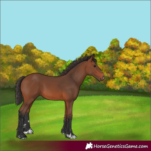 Horse Color:Bay 