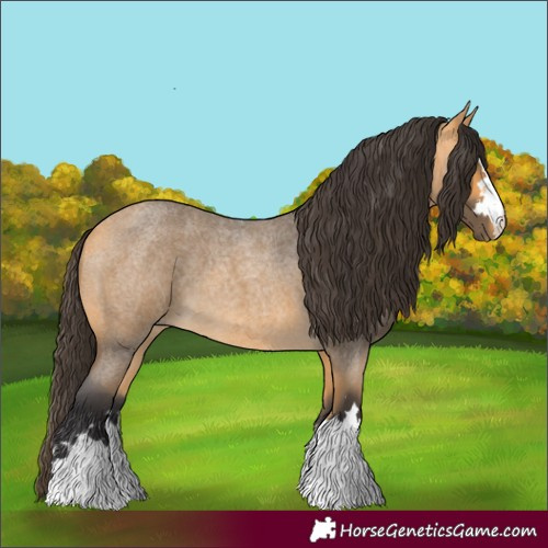 Horse Color:Buckskin Roan 
