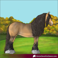 Horse Color:Buckskin
