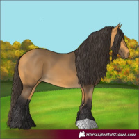 Horse Color:Buckskin 