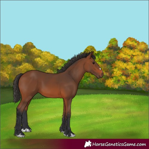 Horse Color:Bay 