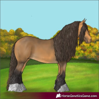 Horse Color:Buckskin 