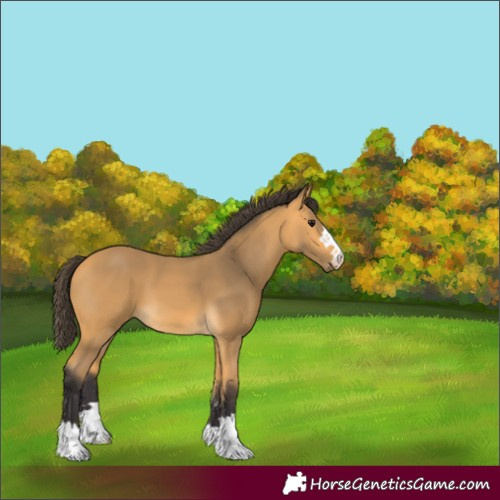 Horse Color:Buckskin 