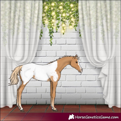 Horse Color:Palomino Sabino Splash Appaloosa 