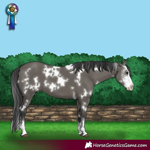 Horse Color:White Spotted Grullo Sabino Varnish 