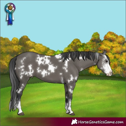 Horse Color:White Spotted Grullo Sabino Appaloosa