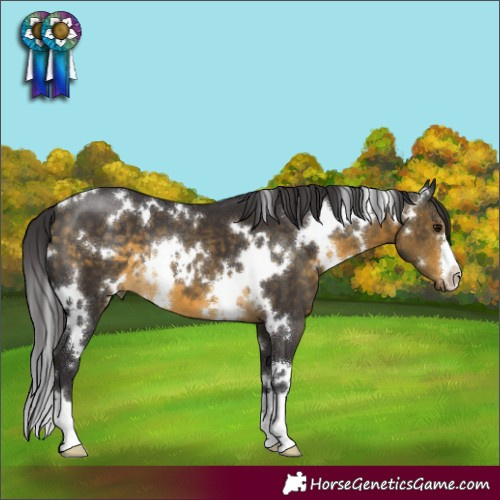 Horse Color:White Spotted Buckskin