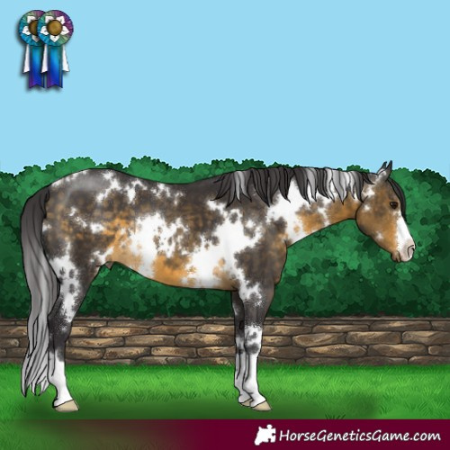 Horse Color:White Spotted Buckskin