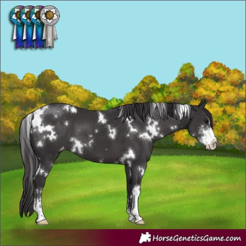 Horse Color:White Spotted Smoky Black Sabino Appaloosa 