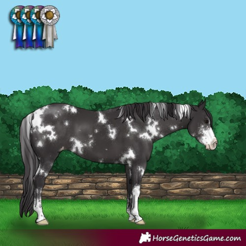 Horse Color:White Spotted Smoky Black Sabino Varnish