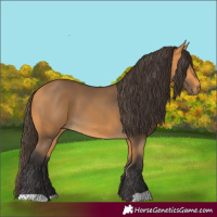 Horse Color:Buckskin