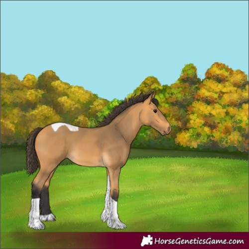 Horse Color:Buckskin Tobiano
