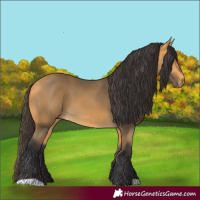 Horse Color:Buckskin