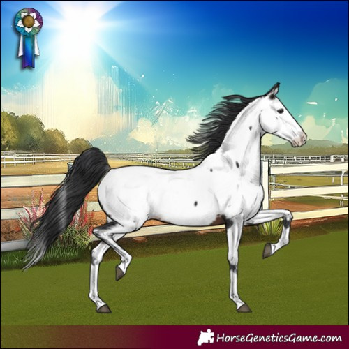 Horse Color:Brown Splash Appaloosa