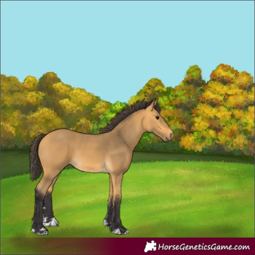Horse Color:Buckskin 