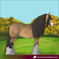 Horse Color:Buckskin 