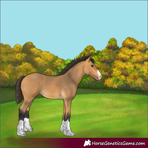 Horse Color:Buckskin 