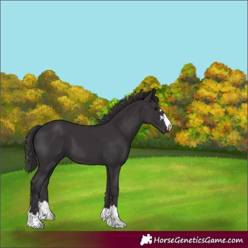 Horse Color:Smoky Black 