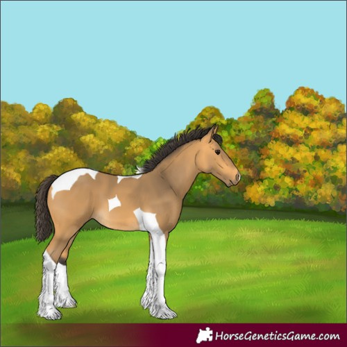 Horse Color:Buckskin Tobiano 