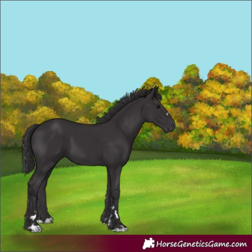 Horse Color:Smoky Black 