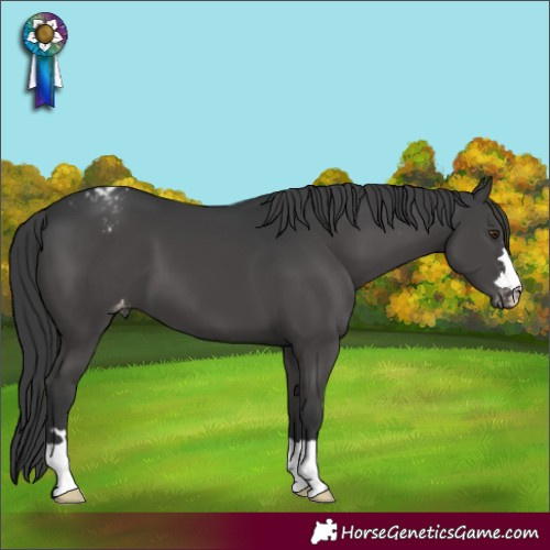 Horse Color:Black Appaloosa