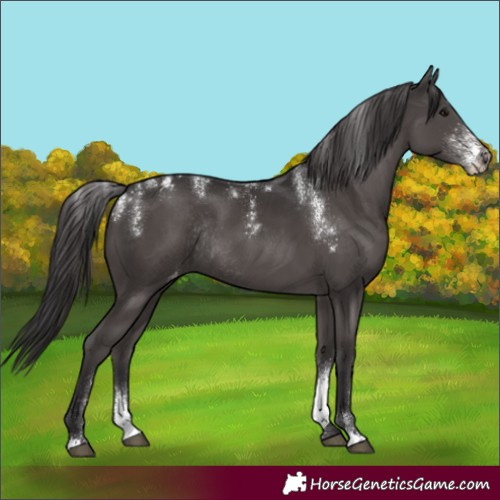 Horse Color:Powder White Smoky Black Varnish Rabicano 