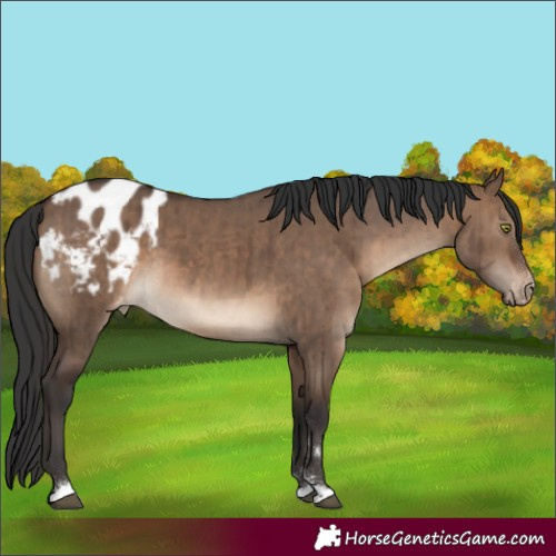 Horse Color:Brown Dun Appaloosa Brindle 