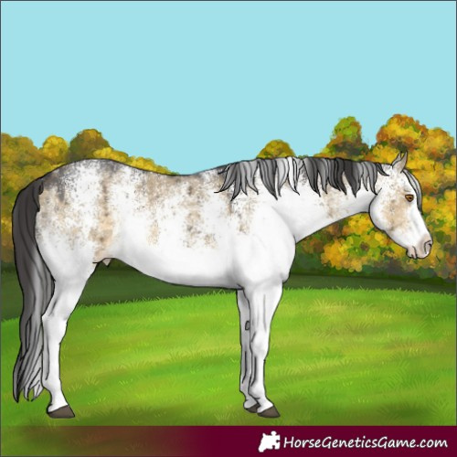 Horse Color:White Spotted Buckskin Dun Appaloosa Brindle
