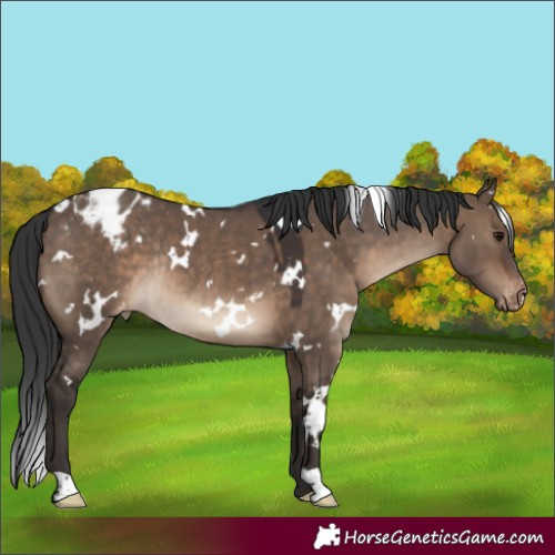 Horse Color:White Spotted Brown Dun Appaloosa Rabicano