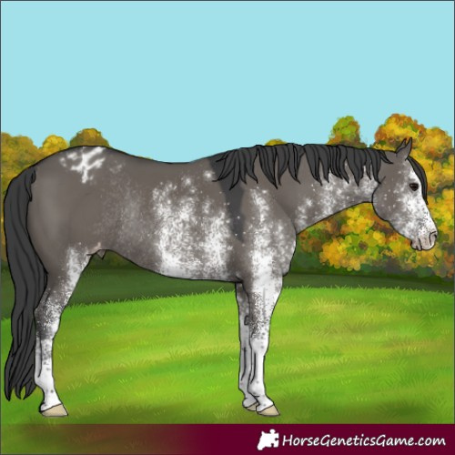 Horse Color:White Spotted Grullo Appaloosa Rabicano 