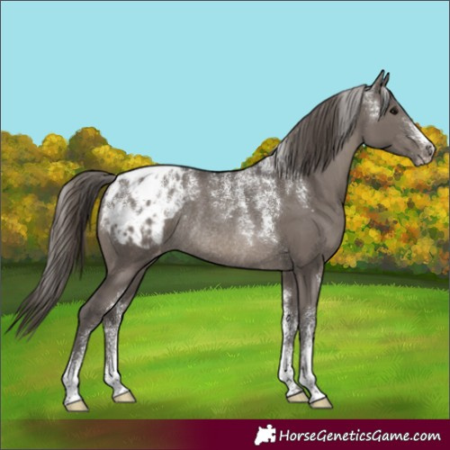 Horse Color:Powder White Smoky Grullo Appaloosa Rabicano