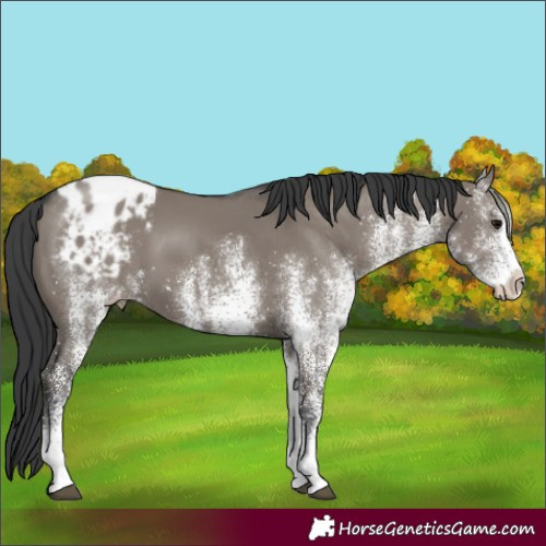 Horse Color:White Spotted Grullo Appaloosa 