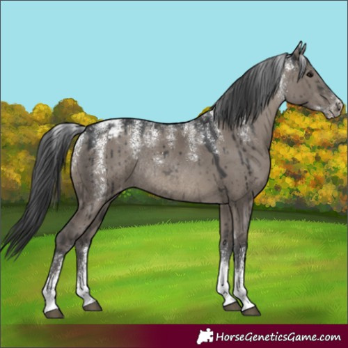 Horse Color:Powder White Grullo Appaloosa Rabicano Brindle 