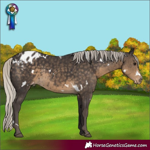 Horse Color:White Spotted Silver Smoky Black Appaloosa Rabicano 