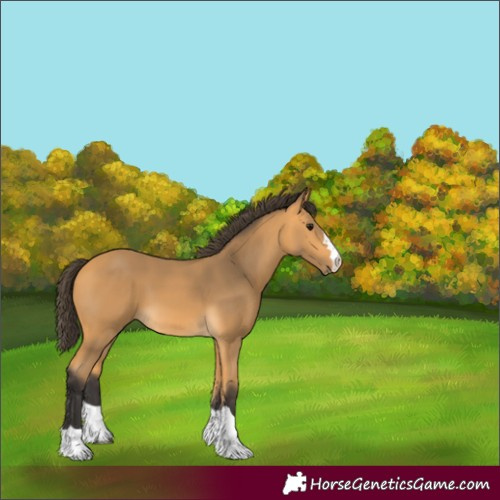 Horse Color:Buckskin 