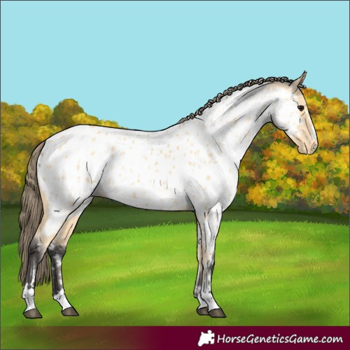 Horse Color:Buckskin Appaloosa